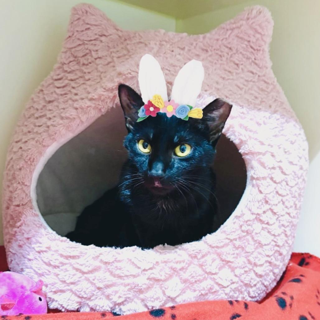 Enlarge Bonnie, a Adoptable Domestic Short Hair in Sarasota, FL image 6/6