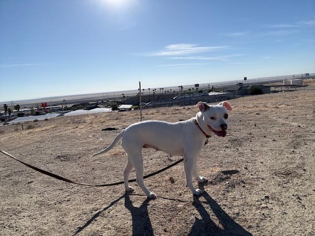 Mandalay, Adoptable, Young Female Pit Bull Terrier.