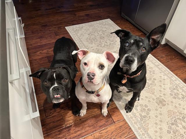 Mandalay, a Adoptable Pit Bull Terrier in San Diego, CA image 2/3