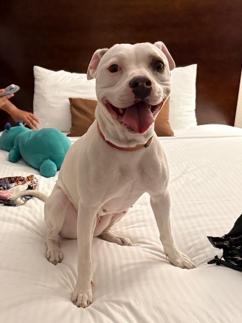 Mandalay, a Adoptable Pit Bull Terrier in San Diego, CA image 3/3