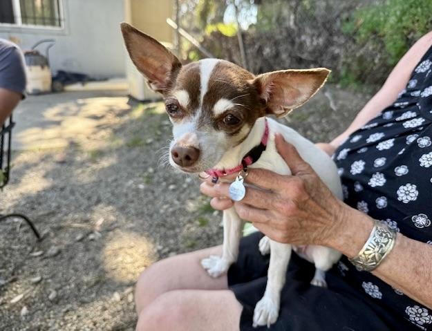 Enlarge Lucy, a ADOPTABLE mixed breed in Walnut Creek, CA image 3/5