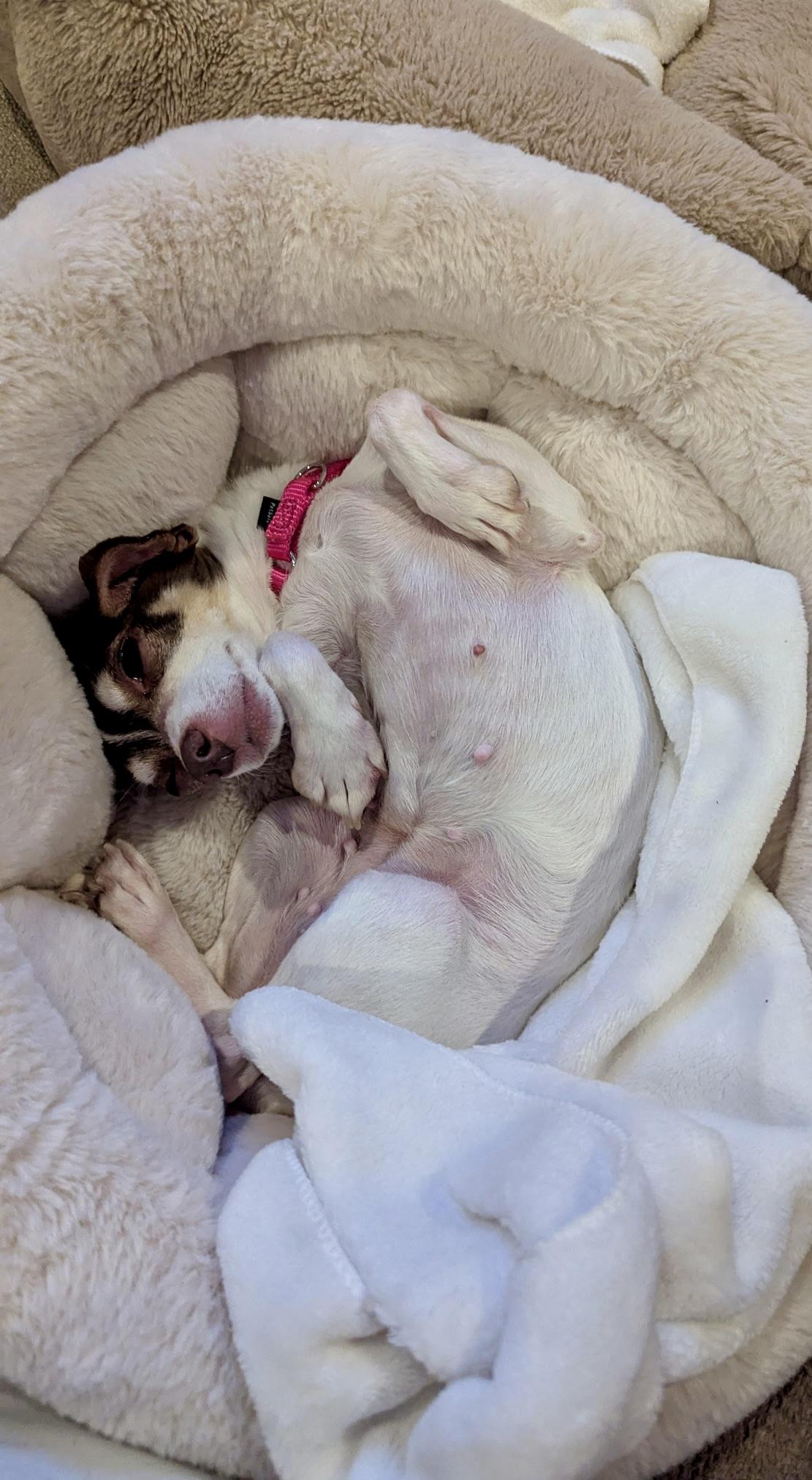 Enlarge Lucy, a ADOPTABLE mixed breed in Walnut Creek, CA image 4/5