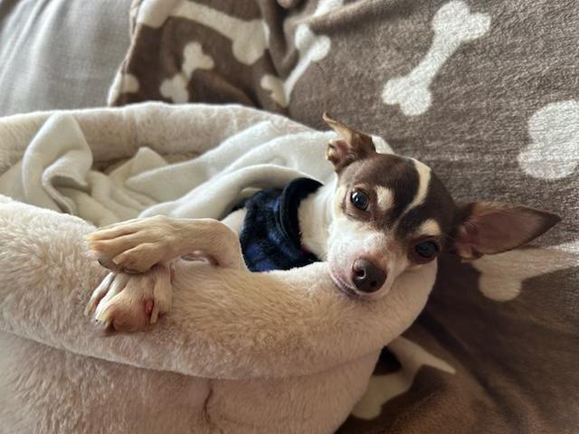 Lucy, ADOPTABLE, Adult Female Chihuahua & Terrier.