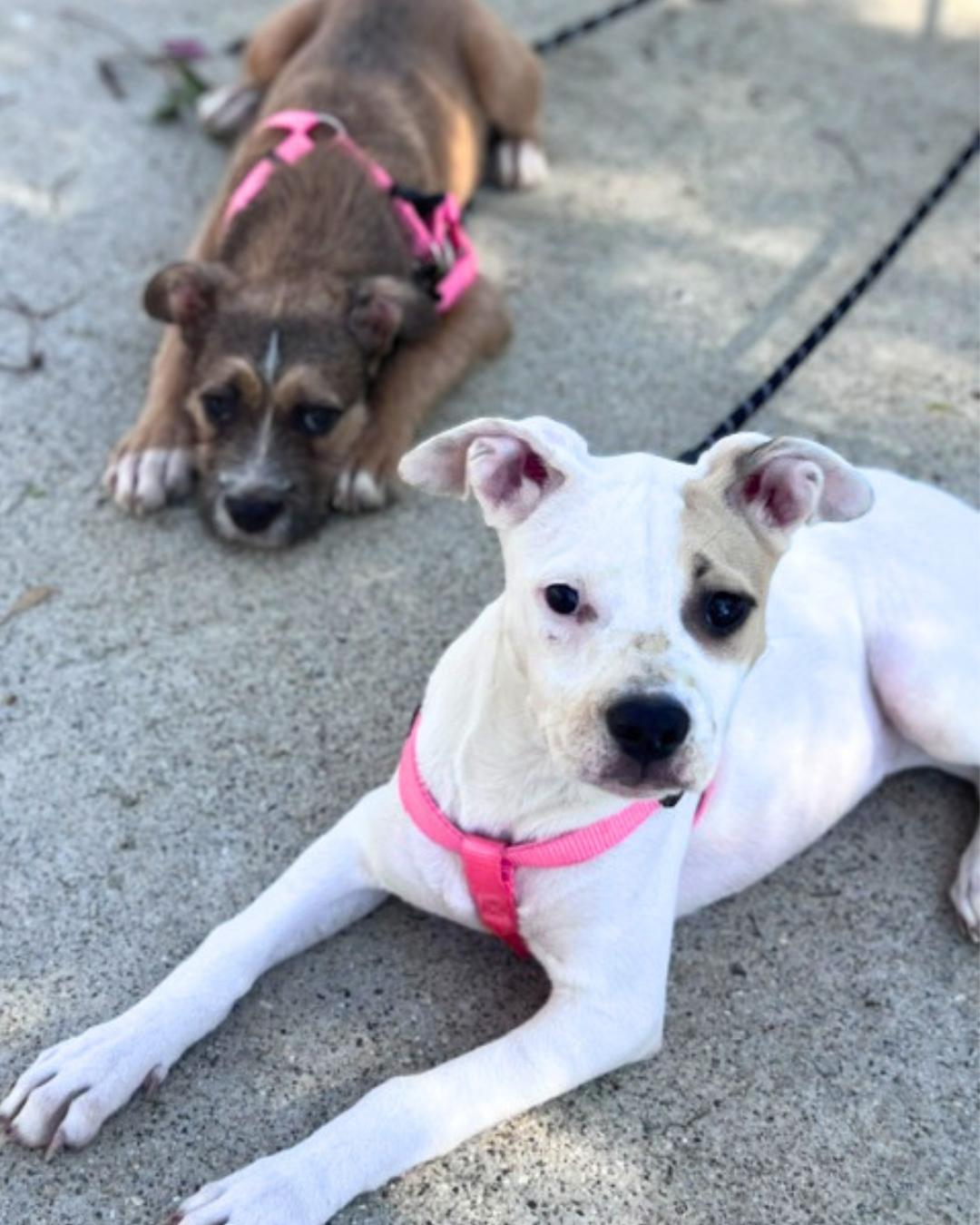 Enlarge Clover (aka Sweet Pea), a Adoptable mixed breed in Valley Village, CA image 3/5