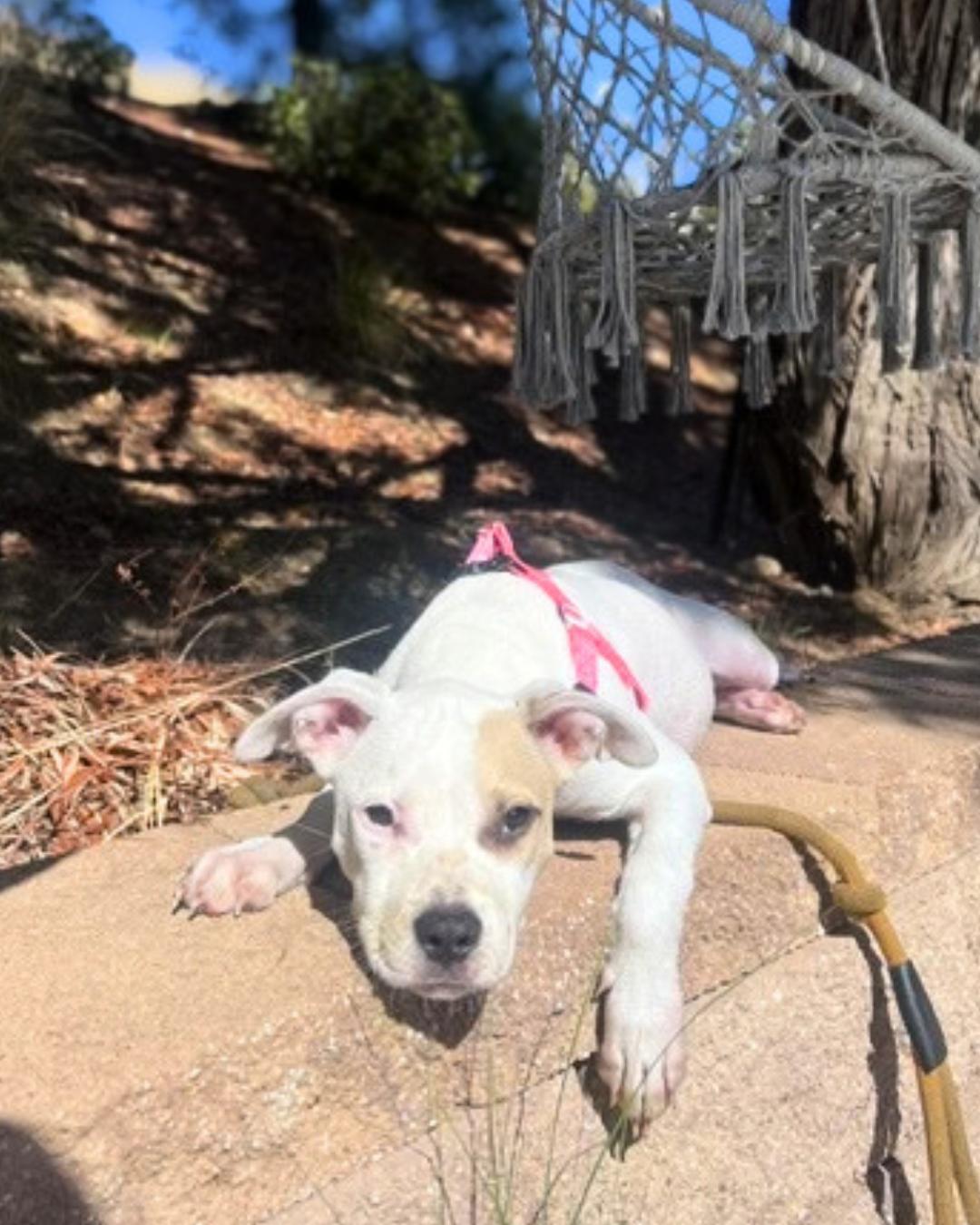 Enlarge Clover (aka Sweet Pea), a Adoptable mixed breed in Valley Village, CA image 5/5