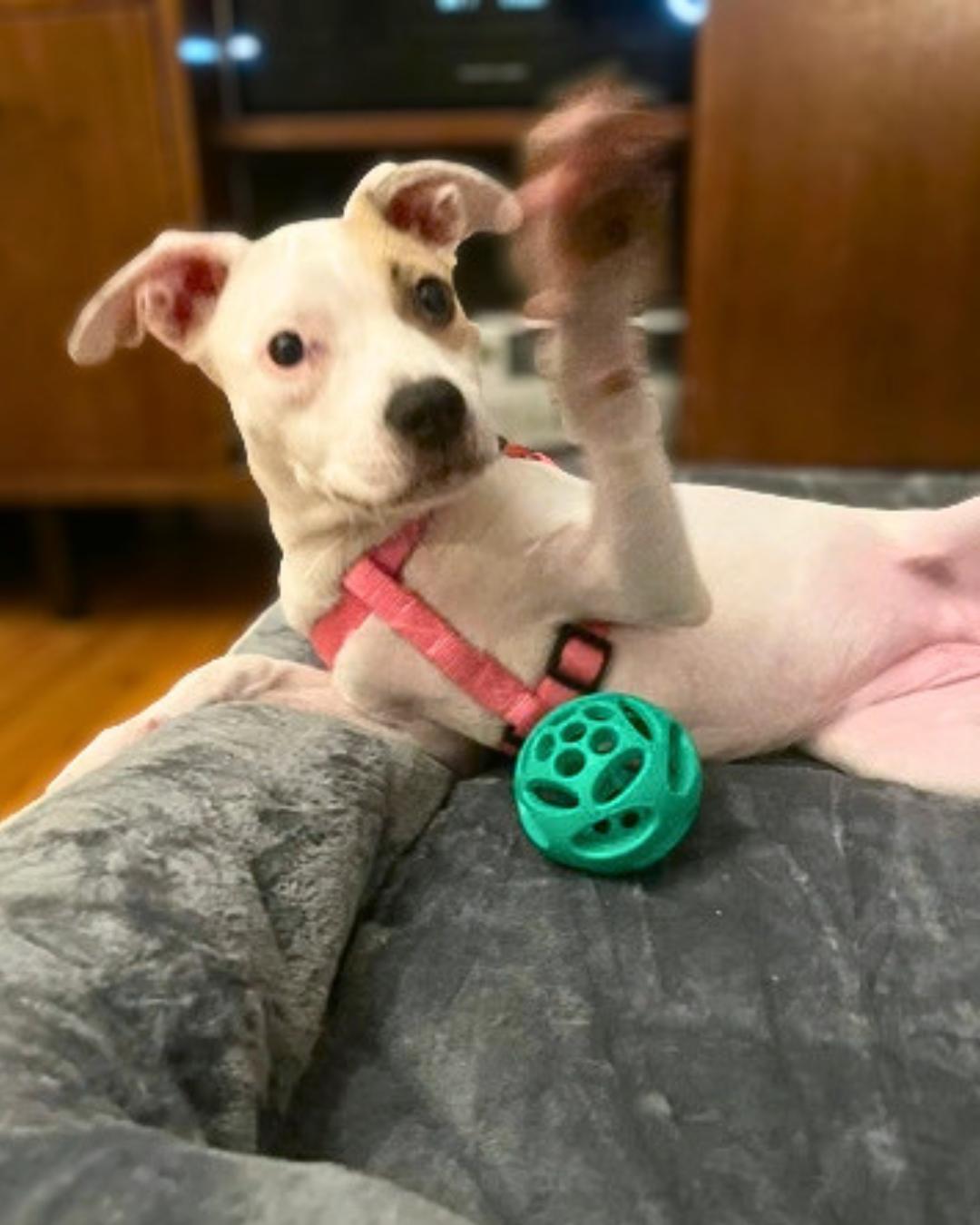 Enlarge Clover (aka Sweet Pea), a Adoptable mixed breed in Valley Village, CA image 4/5
