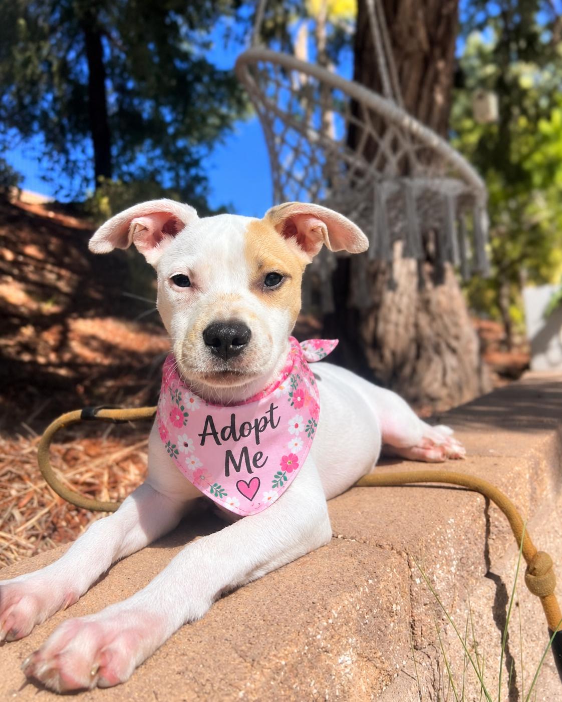 Enlarge Clover (aka Sweet Pea), a Adoptable mixed breed in Valley Village, CA image 1/5