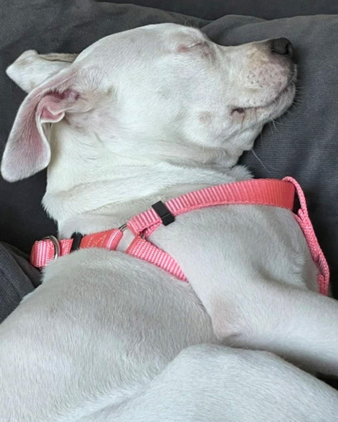 Enlarge Clover (aka Sweet Pea), a Adoptable mixed breed in Valley Village, CA image 2/5