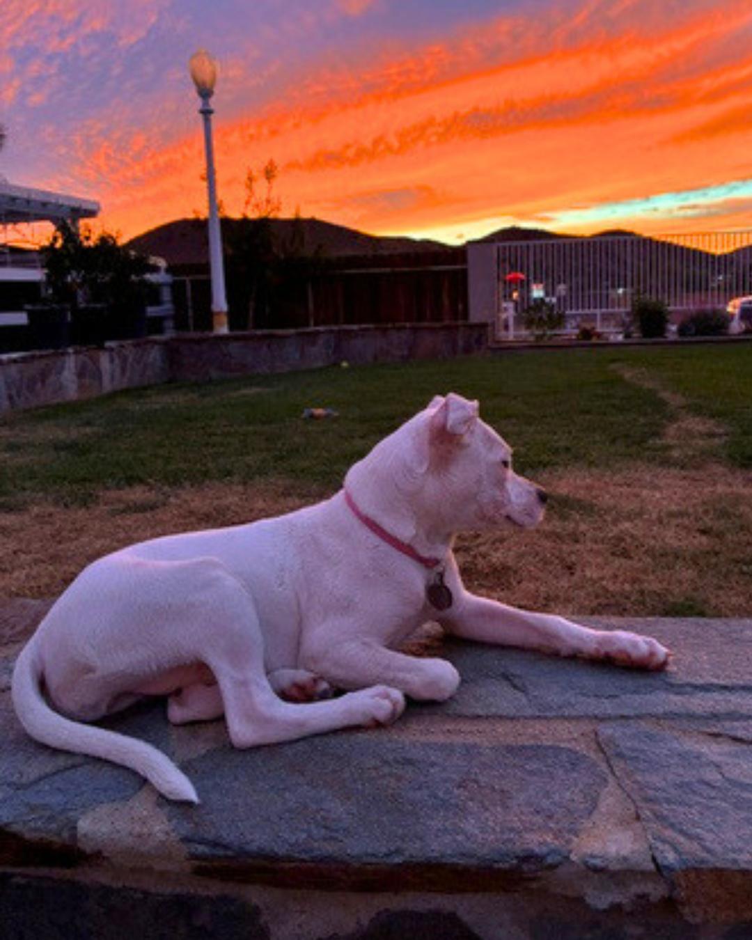 Enlarge Clover (aka Sweet Pea), a Adoptable mixed breed in Valley Village, CA image 6/6