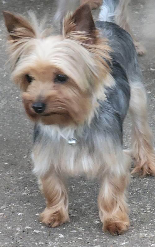 Enlarge Sushi, a Adoptable Yorkshire Terrier in League City, TX image 2/6