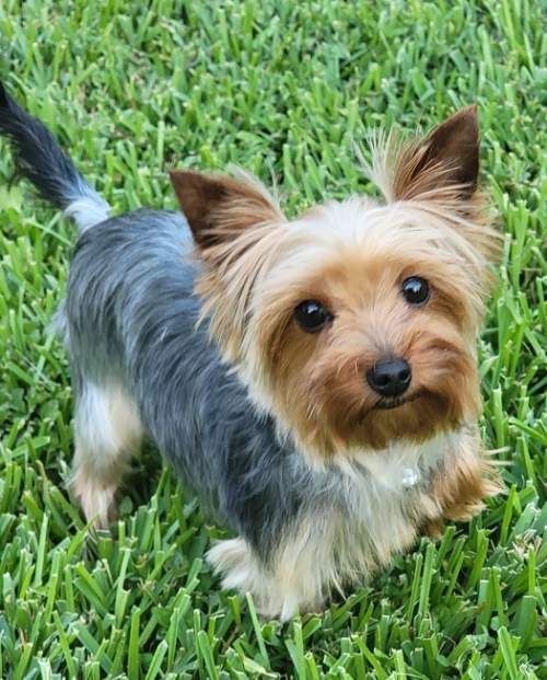 Enlarge Sushi, a Adoptable Yorkshire Terrier in League City, TX image 3/6