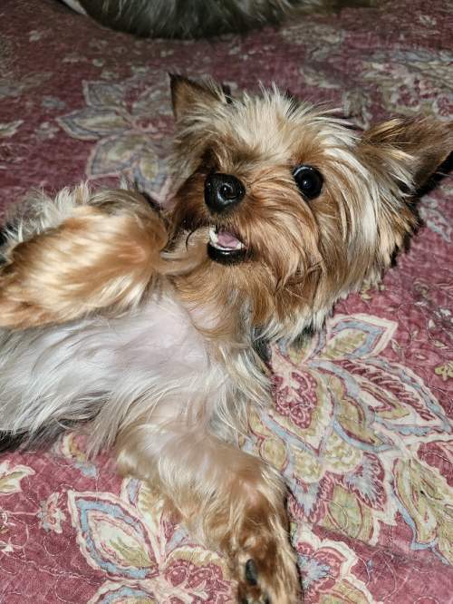 Enlarge Sushi, a Adoptable Yorkshire Terrier in League City, TX image 4/6