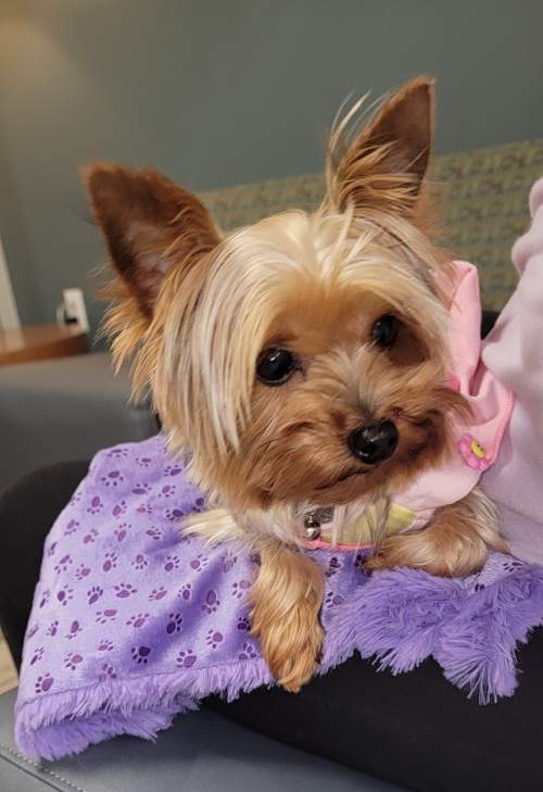 Enlarge Sushi, a Adoptable Yorkshire Terrier in League City, TX image 5/6