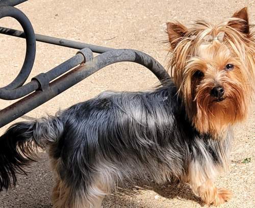 Enlarge Sushi, a Adoptable Yorkshire Terrier in League City, TX image 6/6
