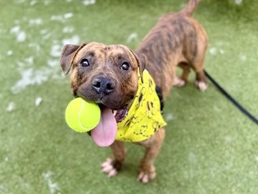 Caprese, Adoptable, Young Male Mixed Breed.