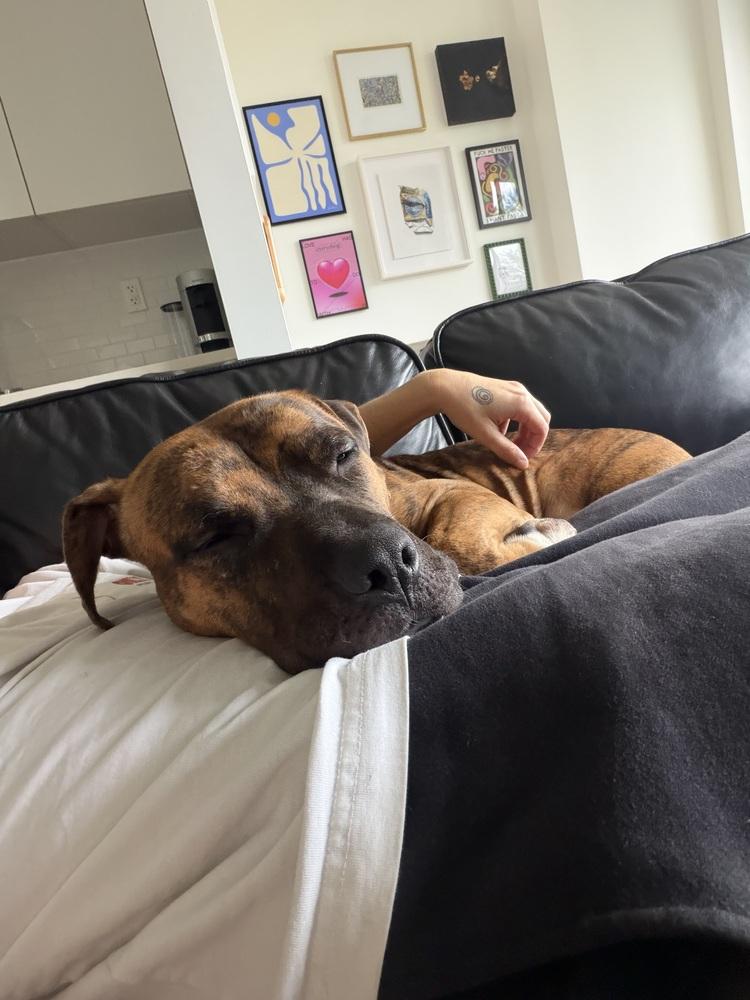 Enlarge Caprese, a Adoptable mixed breed in New York, NY image 2/6