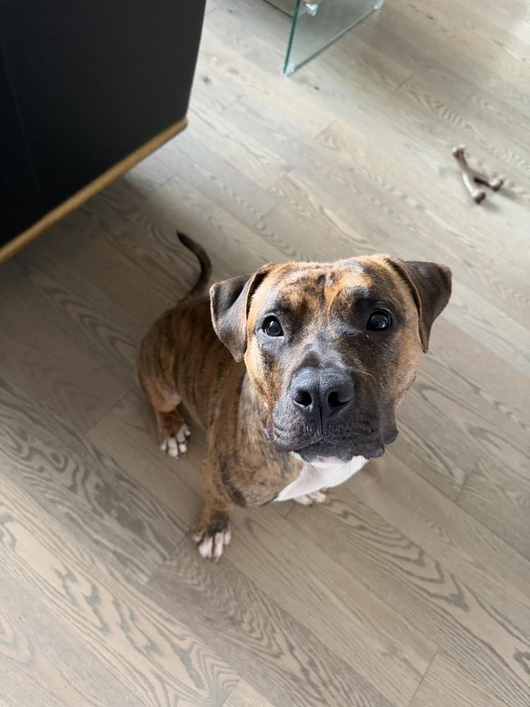 Enlarge Caprese, a Adoptable mixed breed in New York, NY image 3/6