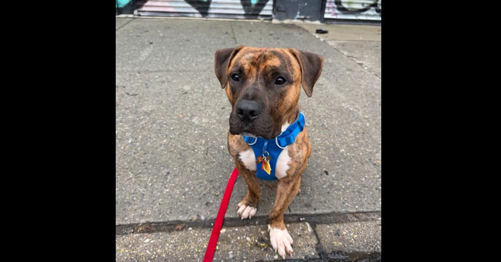 Enlarge Caprese, a Adoptable mixed breed in New York, NY image 4/6