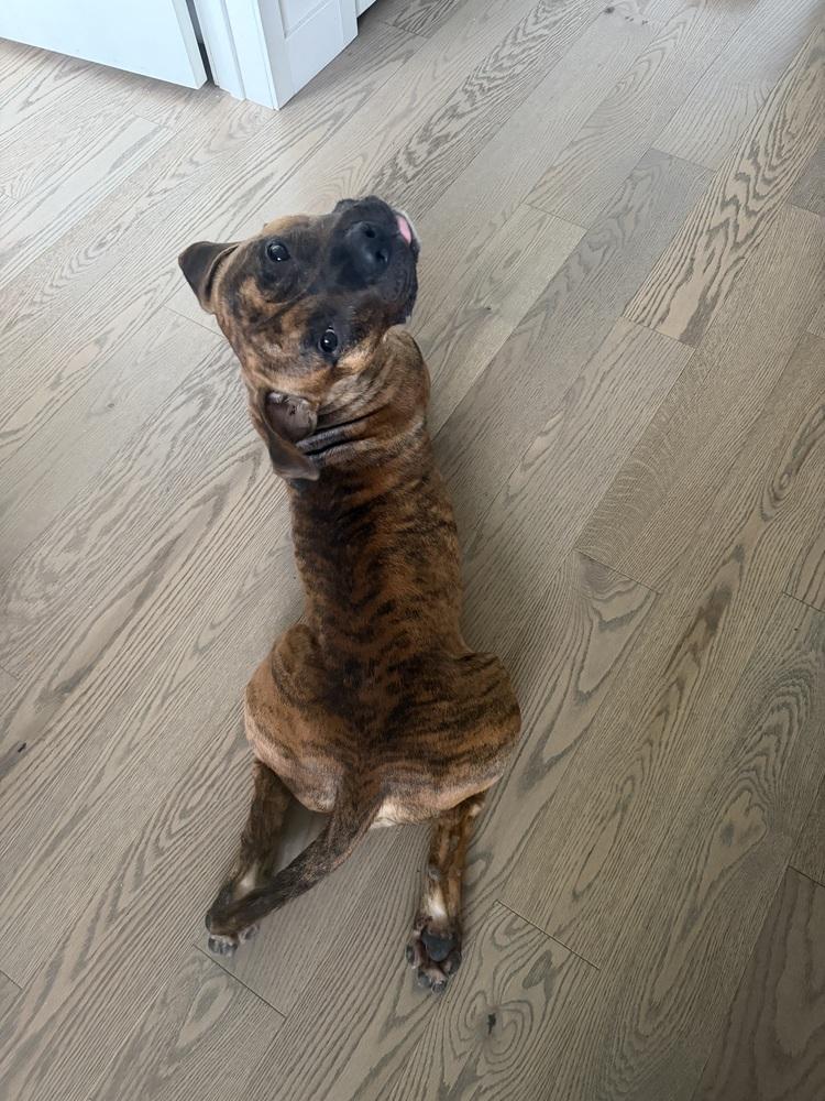 Enlarge Caprese, a Adoptable mixed breed in New York, NY image 5/6
