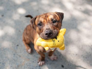Enlarge Caprese, a Adoptable mixed breed in New York, NY image 6/6