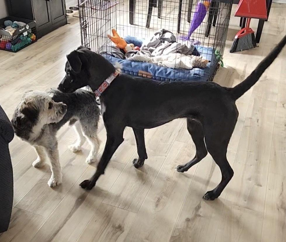 Spike, Adoptable, Young Male Tibetan Terrier.