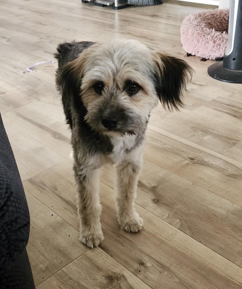 Enlarge Spike, a Adoptable Tibetan Terrier in Boulder, CO image 2/6