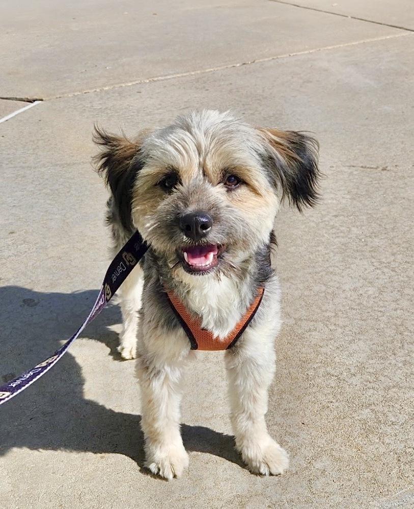 Enlarge Spike, a Adoptable Tibetan Terrier in Boulder, CO image 3/6