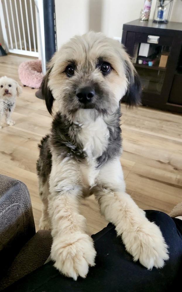 Enlarge Spike, a Adoptable Tibetan Terrier in Boulder, CO image 4/6