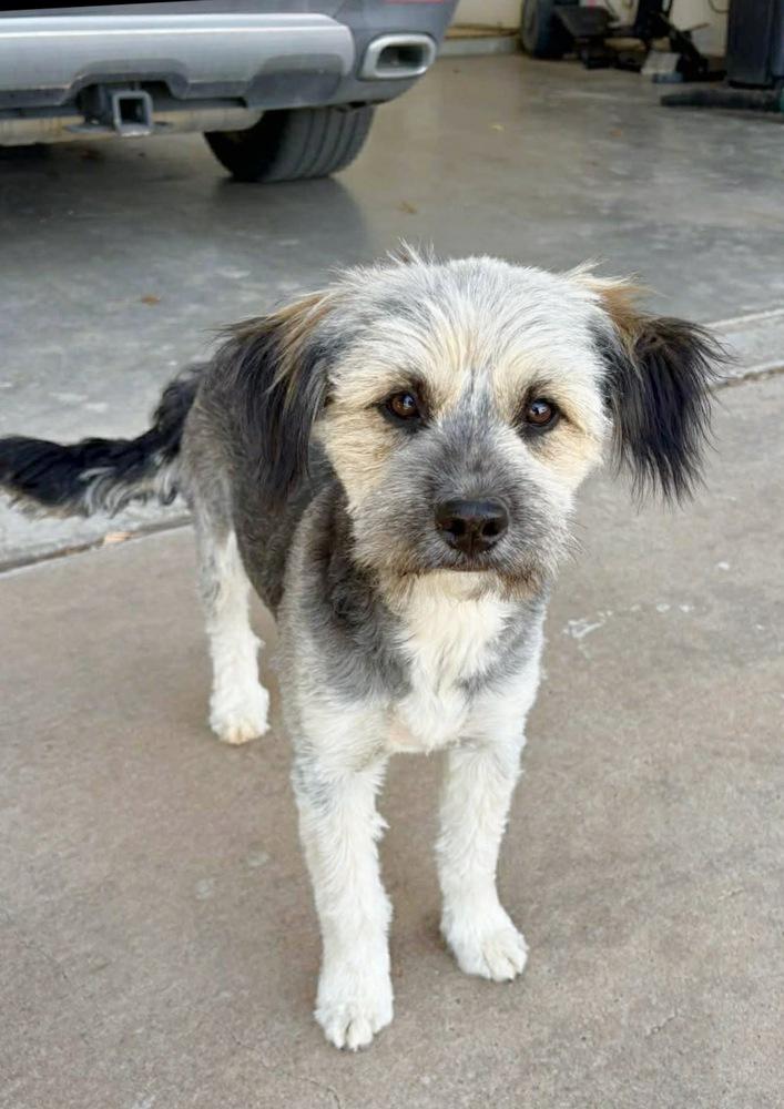 Enlarge Spike, a Adoptable Tibetan Terrier in Boulder, CO image 5/6