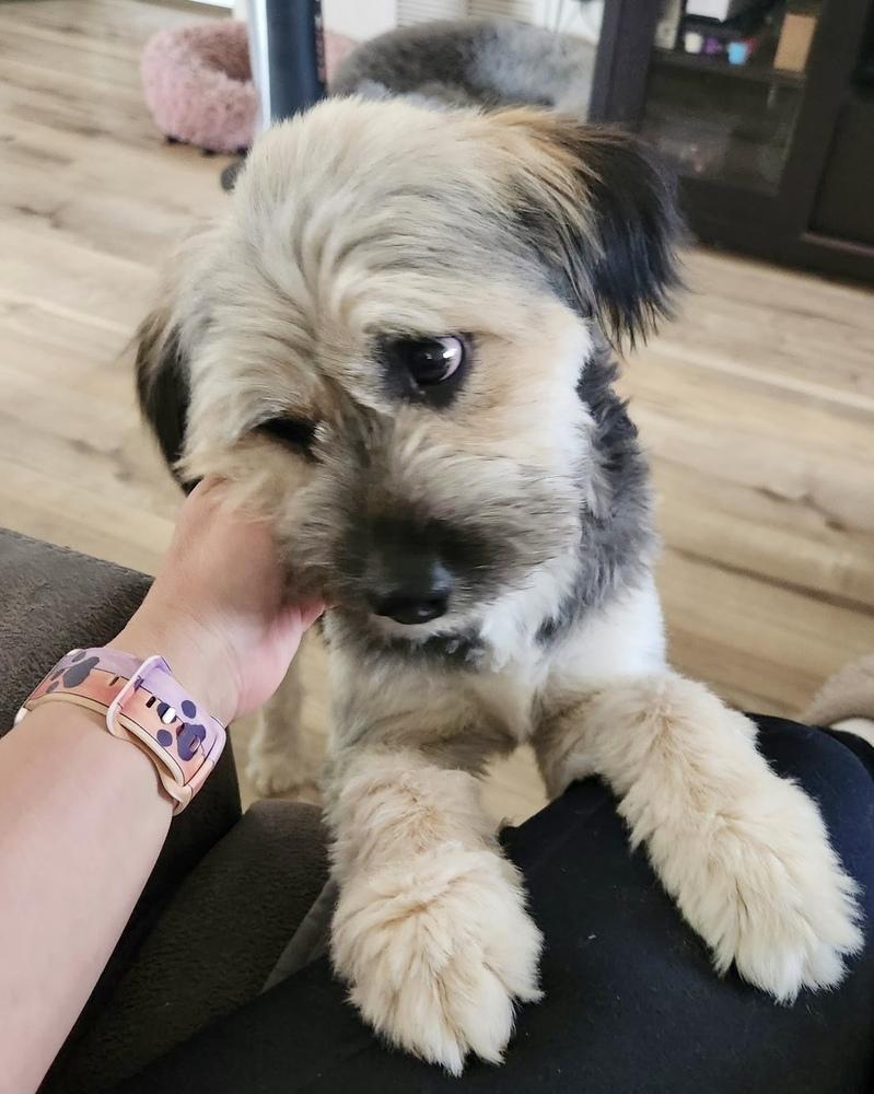 Enlarge Spike, a Adoptable Tibetan Terrier in Boulder, CO image 6/6