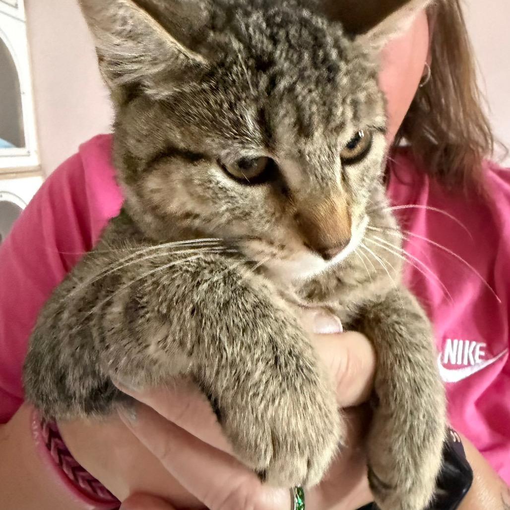 Mia, Adoptable, Kitten Female Domestic Short Hair.
