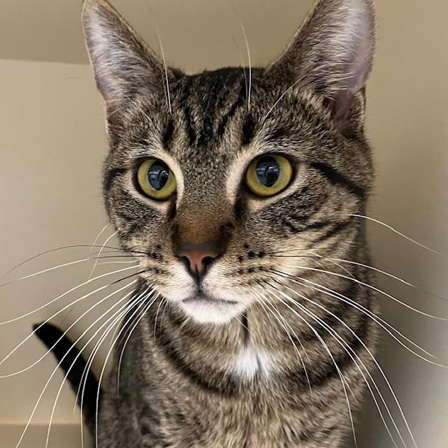 Enlarge Vik, a Adoptable mixed breed in La Grange, KY image 3/4