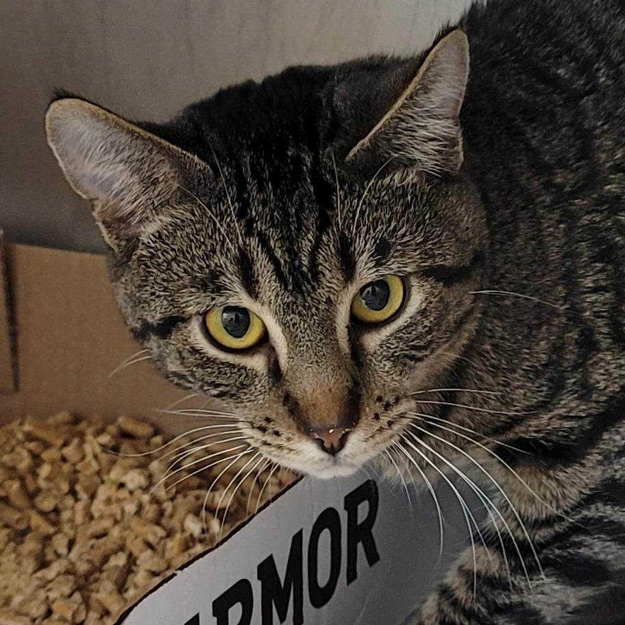 Enlarge Vik, a Adoptable mixed breed in La Grange, KY image 4/4