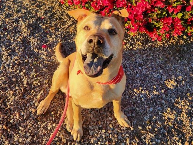 ADA, Adoptable, Adult Female Pit Bull Terrier.