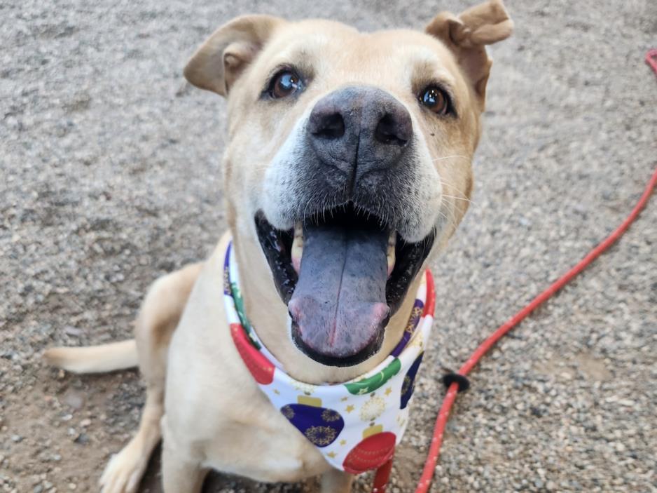 Enlarge ADA, a Adoptable Pit Bull Terrier in Mesa, AZ image 1/1