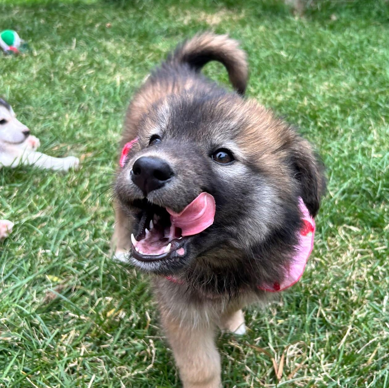 Dorothy, Adoptable, Puppy Female Mixed Breed.