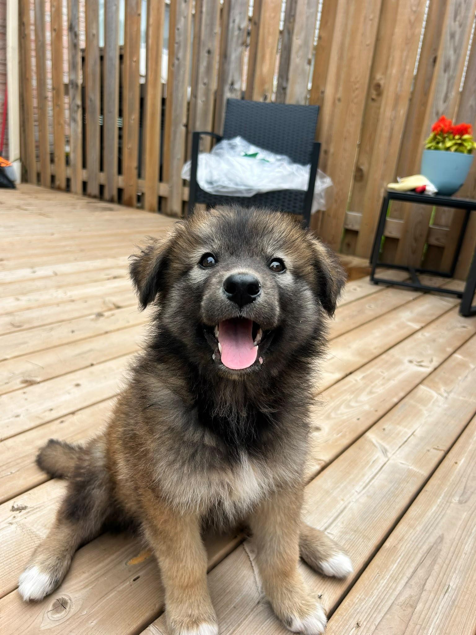 Dorothy, a Adoptable mixed breed in Toronto, ON image 6/6