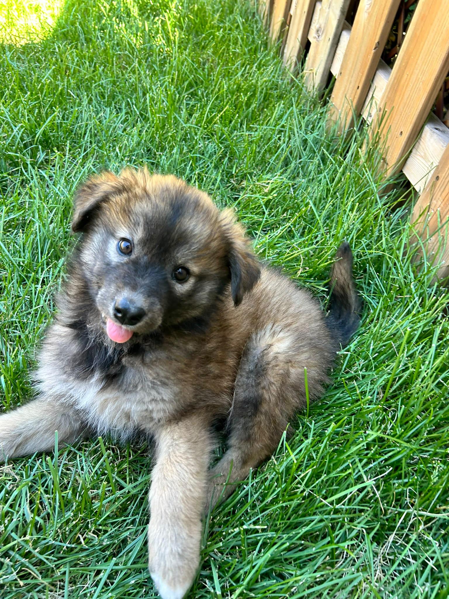 Dorothy, a Adoptable mixed breed in Toronto, ON image 3/6