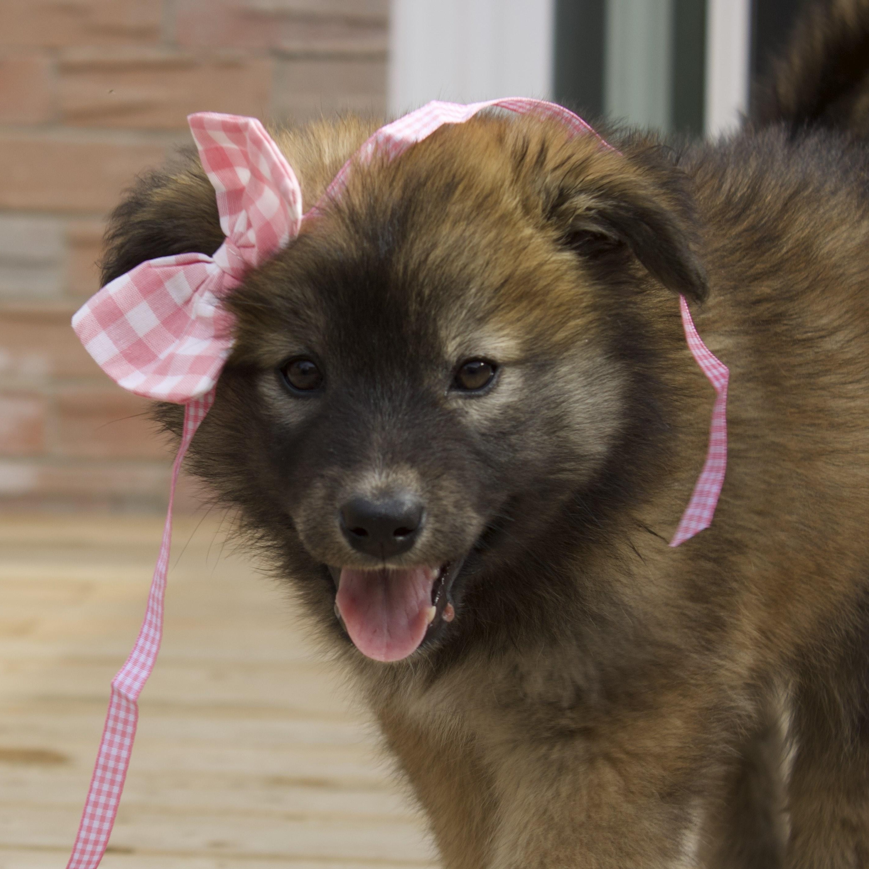 Dorothy, a Adoptable mixed breed in Toronto, ON image 4/6