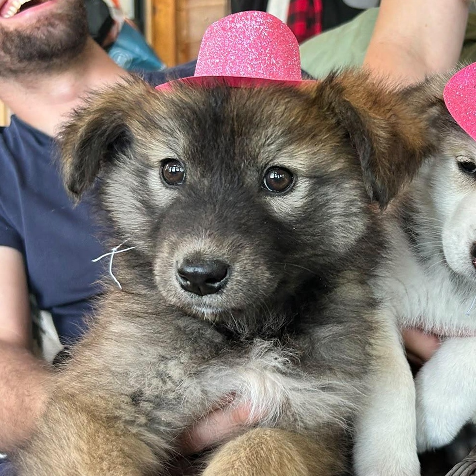 Dorothy, a Adoptable mixed breed in Toronto, ON image 2/6
