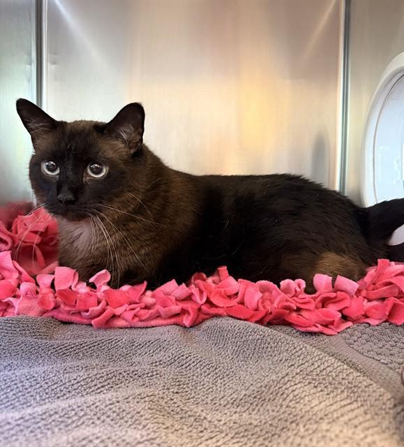 Enlarge JACKIE, a Adoptable Siamese in Castaic, CA image 1/1