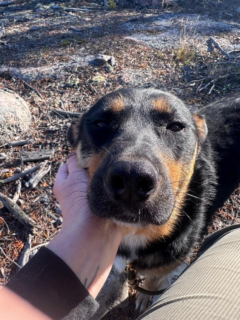 Enlarge Lana, a Adoptable mixed breed in Yellowknife, NT image 1/5