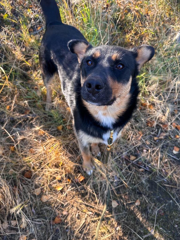 Enlarge Lana, a Adoptable mixed breed in Yellowknife, NT image 2/5
