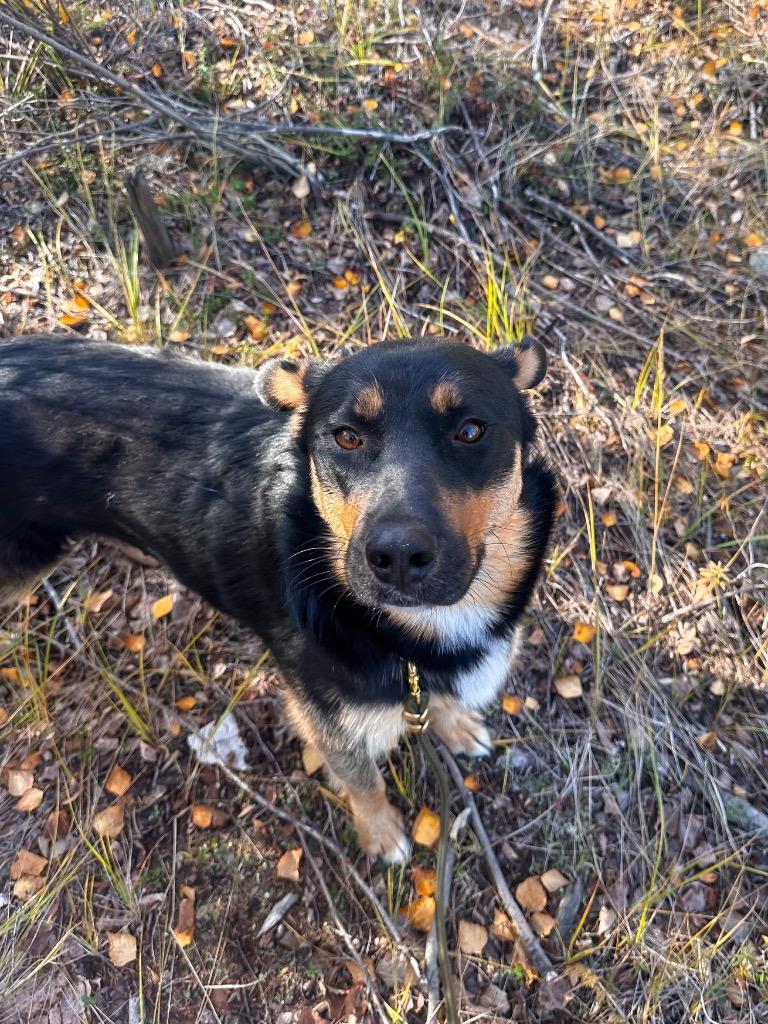 Enlarge Lana, a Adoptable mixed breed in Yellowknife, NT image 4/5