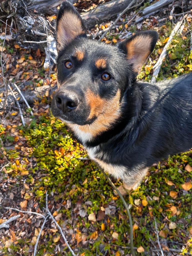 Enlarge Lana, a Adoptable mixed breed in Yellowknife, NT image 5/5