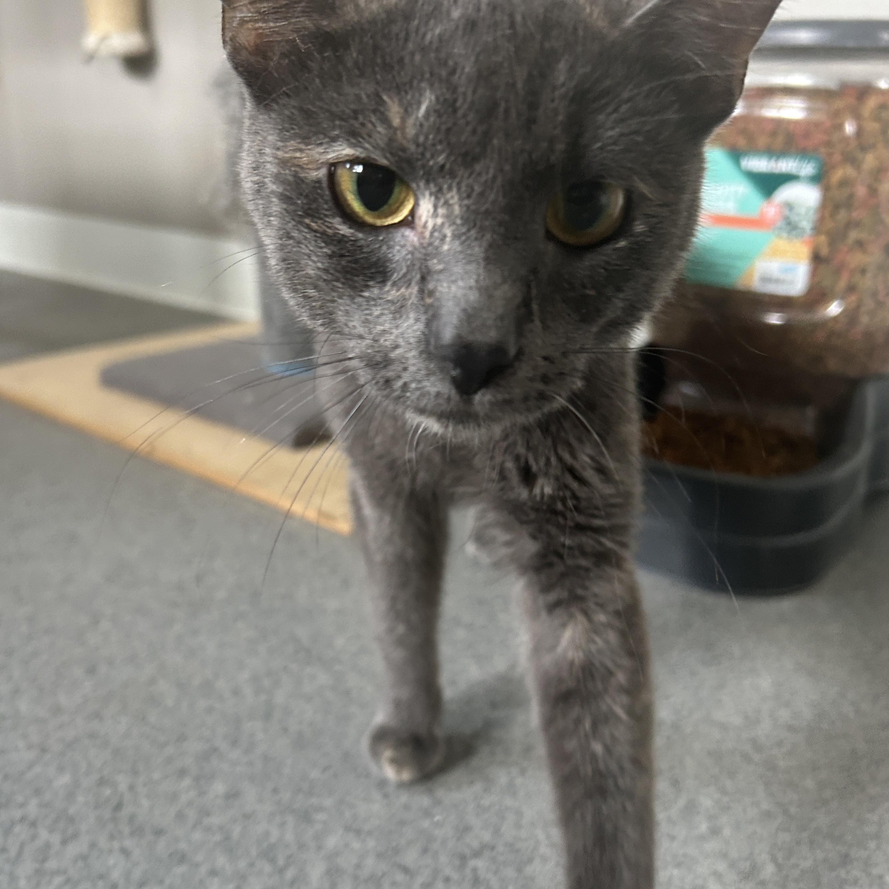 Ruthie, a ADOPTABLE American Shorthair in Seward, NE image 2/3