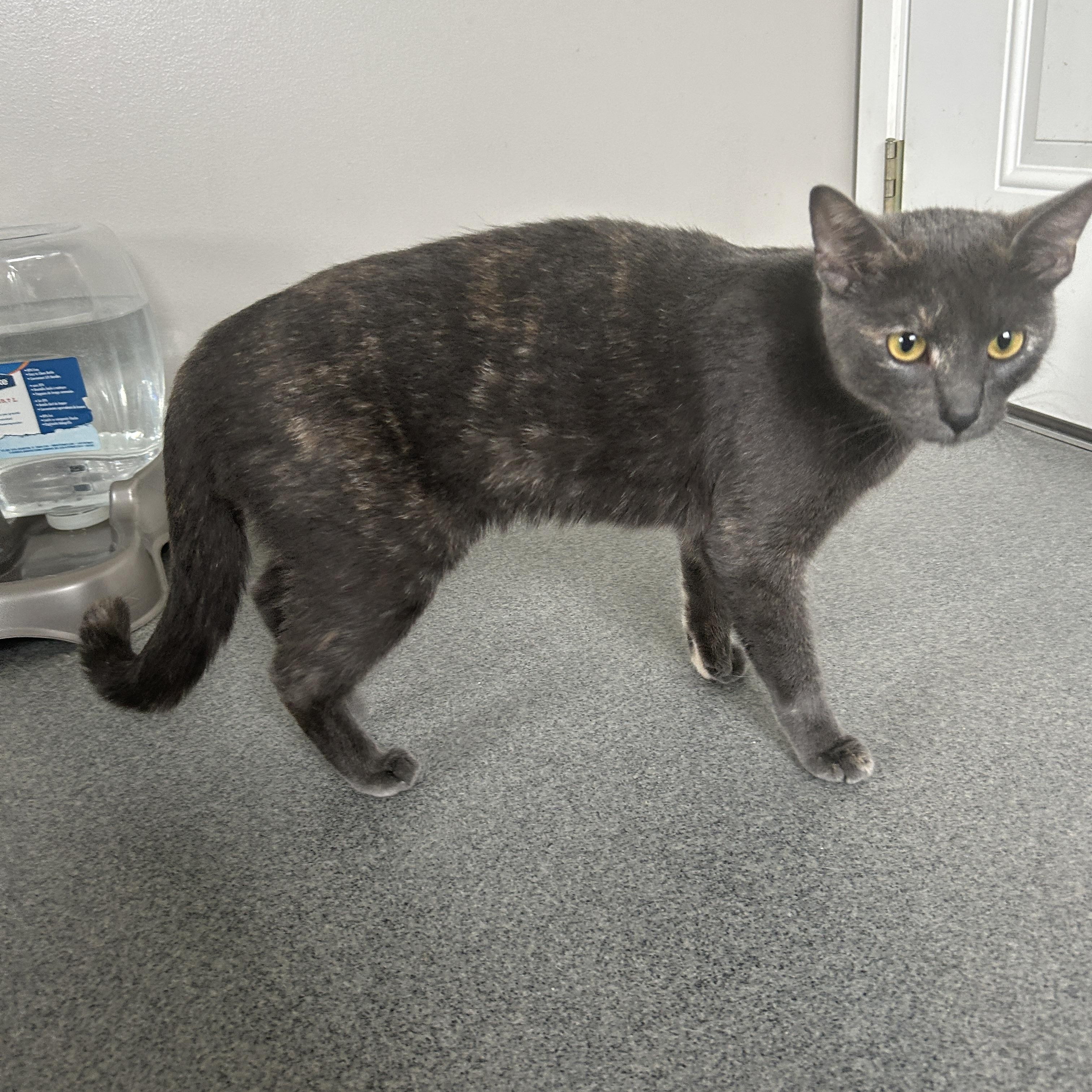 Ruthie, ADOPTABLE, Young Female American Shorthair.