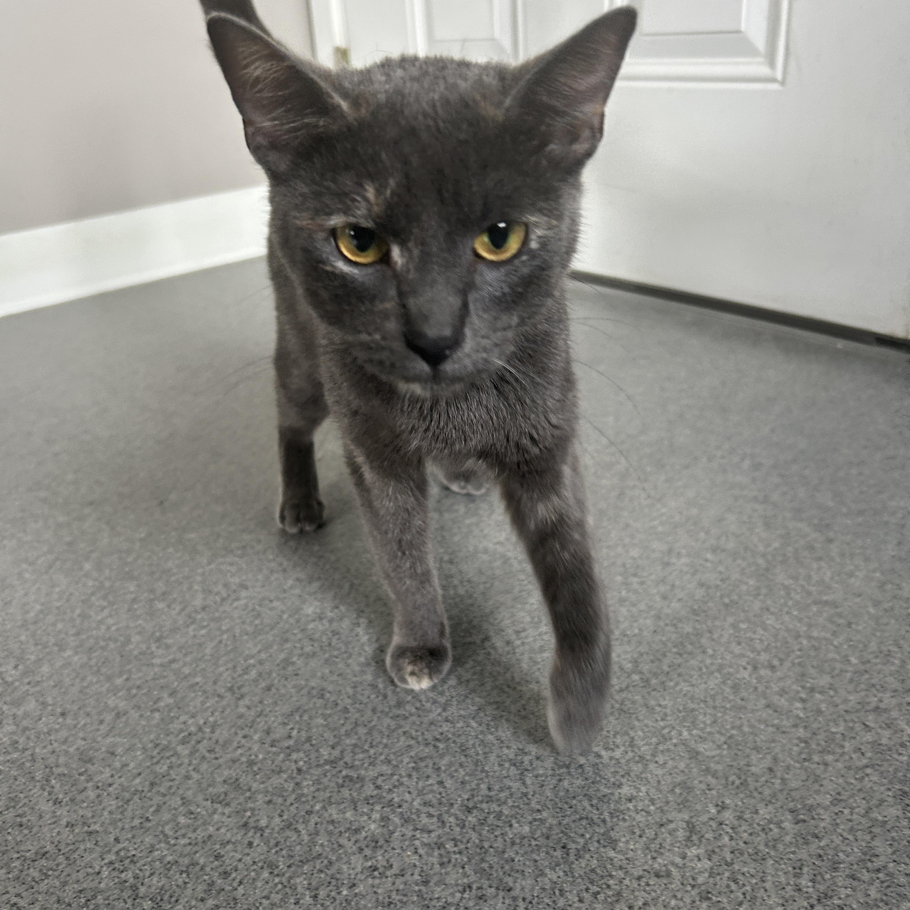 Ruthie, a ADOPTABLE American Shorthair in Seward, NE image 3/3
