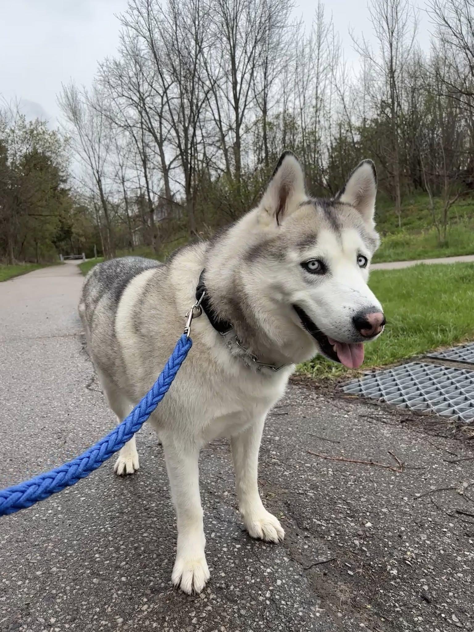 Tundra, a ADOPTABLE Husky in London, ON image 1/5