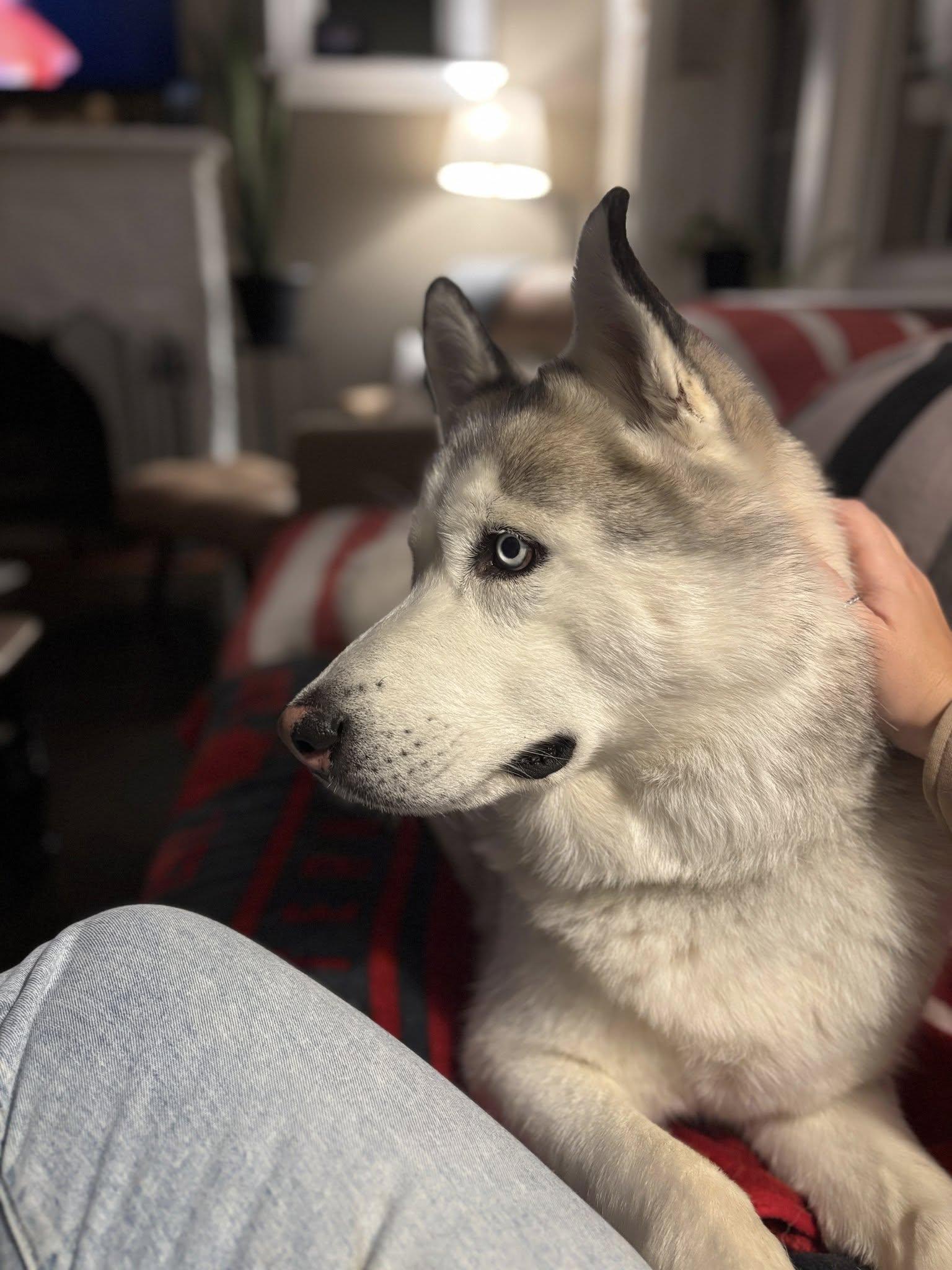 Tundra, a ADOPTABLE Husky in London, ON image 2/5